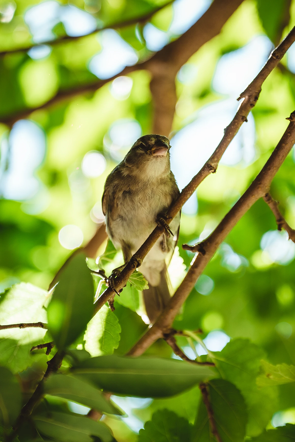 Bird perched on a branch in Krka National Park
