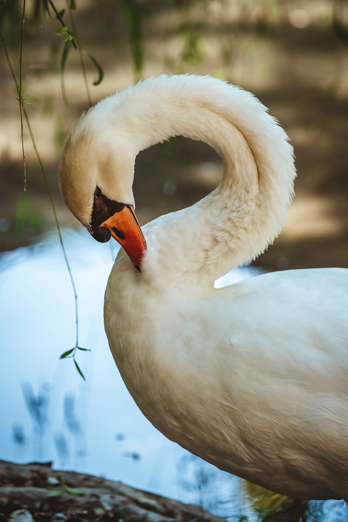 Swan swimming in the Krka river